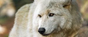 Preview wallpaper arctic wolf, wolf, predator, wild