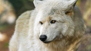 Preview wallpaper arctic wolf, wolf, predator, wild