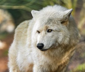 Preview wallpaper arctic wolf, wolf, predator, wild