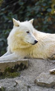 Preview wallpaper arctic wolf, wolf, white, stone, wildlife