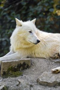 Preview wallpaper arctic wolf, wolf, white, stone, wildlife