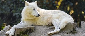 Preview wallpaper arctic wolf, wolf, white, stone, wildlife
