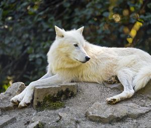 Preview wallpaper arctic wolf, wolf, white, stone, wildlife