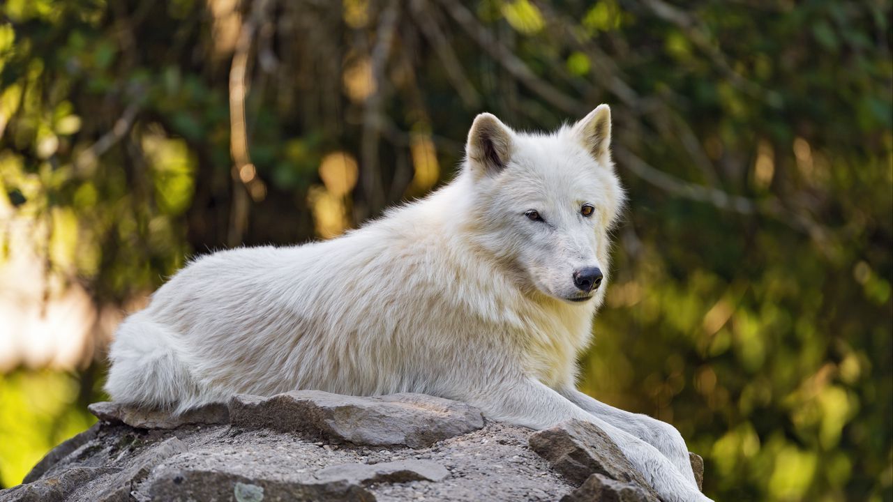 Wallpaper arctic wolf, wolf, white, stone, blur