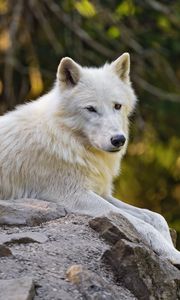 Preview wallpaper arctic wolf, wolf, white, stone, blur