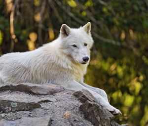 Preview wallpaper arctic wolf, wolf, white, stone, blur