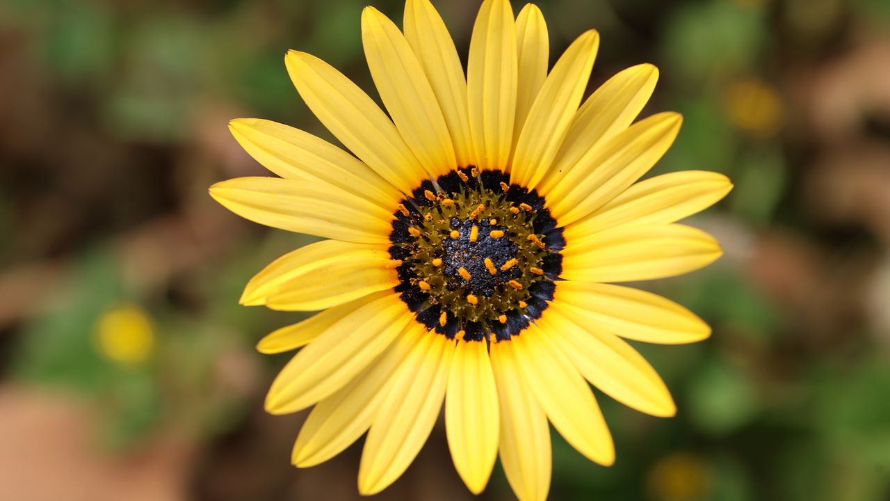 Wallpaper arctotheca calendula, flower, petals, yellow, blur