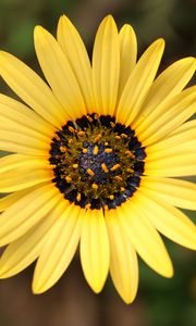 Preview wallpaper arctotheca calendula, flower, petals, yellow, blur