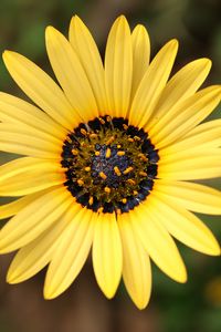 Preview wallpaper arctotheca calendula, flower, petals, yellow, blur