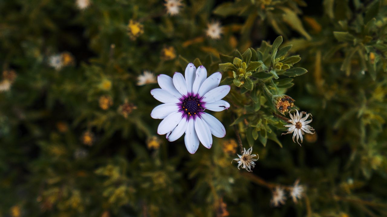 Wallpaper arctotis, african daisy, flower, petals, flowerbed