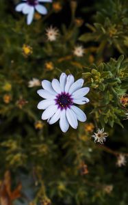 Preview wallpaper arctotis, african daisy, flower, petals, flowerbed