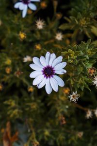 Preview wallpaper arctotis, african daisy, flower, petals, flowerbed