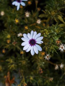 Preview wallpaper arctotis, african daisy, flower, petals, flowerbed