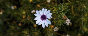 Preview wallpaper arctotis, african daisy, flower, petals, flowerbed