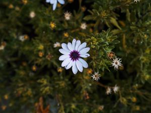 Preview wallpaper arctotis, african daisy, flower, petals, flowerbed