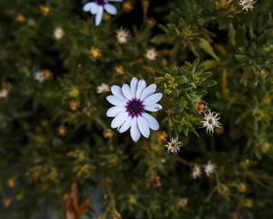 Preview wallpaper arctotis, african daisy, flower, petals, flowerbed