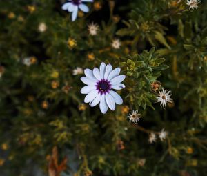 Preview wallpaper arctotis, african daisy, flower, petals, flowerbed