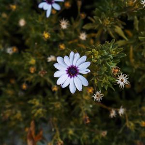 Preview wallpaper arctotis, african daisy, flower, petals, flowerbed