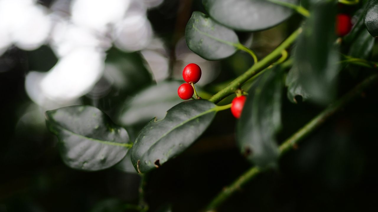 Wallpaper ardisia, berries, leaves, macro