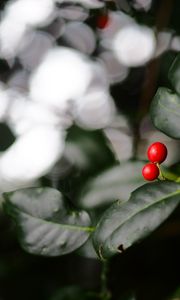 Preview wallpaper ardisia, berries, leaves, macro