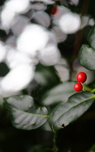 Preview wallpaper ardisia, berries, leaves, macro