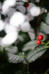 Preview wallpaper ardisia, berries, leaves, macro