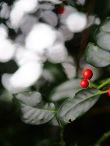 Preview wallpaper ardisia, berries, leaves, macro