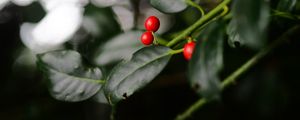 Preview wallpaper ardisia, berries, leaves, macro