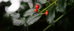 Preview wallpaper ardisia, berries, leaves, macro