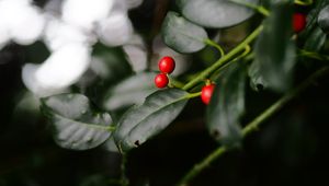 Preview wallpaper ardisia, berries, leaves, macro