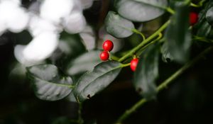 Preview wallpaper ardisia, berries, leaves, macro