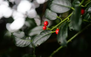 Preview wallpaper ardisia, berries, leaves, macro