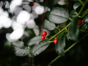 Preview wallpaper ardisia, berries, leaves, macro