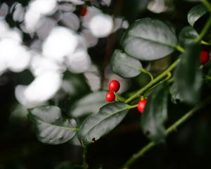 Preview wallpaper ardisia, berries, leaves, macro