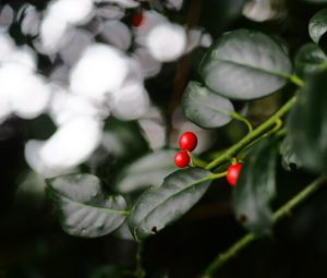 Preview wallpaper ardisia, berries, leaves, macro