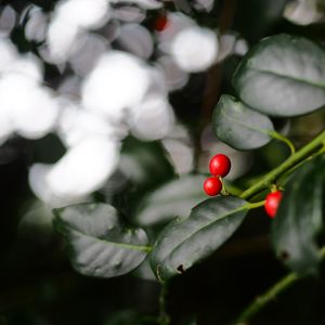 Preview wallpaper ardisia, berries, leaves, macro