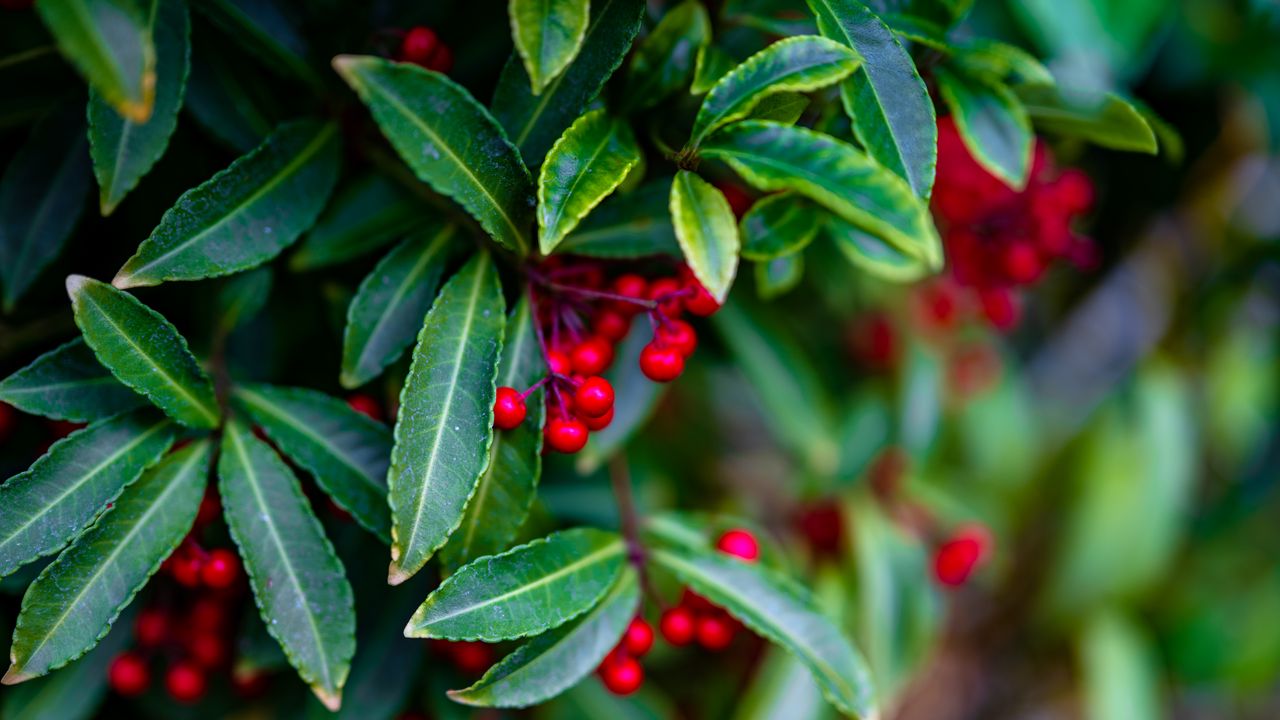 Wallpaper ardisia, berries, leaves, blur