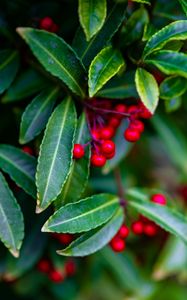 Preview wallpaper ardisia, berries, leaves, blur