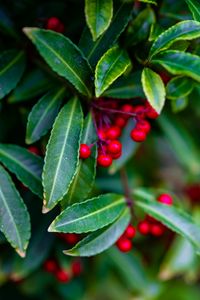 Preview wallpaper ardisia, berries, leaves, blur