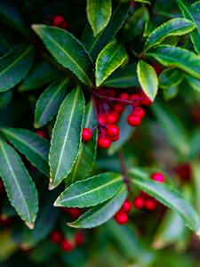 Preview wallpaper ardisia, berries, leaves, blur