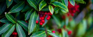 Preview wallpaper ardisia, berries, leaves, blur