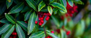 Preview wallpaper ardisia, berries, leaves, blur