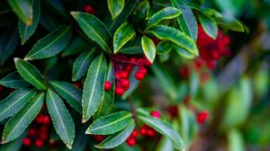 Preview wallpaper ardisia, berries, leaves, blur