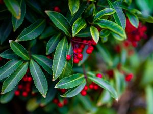 Preview wallpaper ardisia, berries, leaves, blur