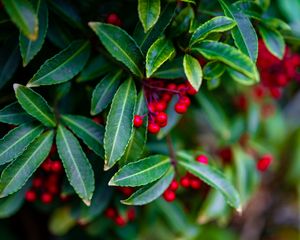 Preview wallpaper ardisia, berries, leaves, blur