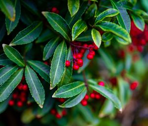 Preview wallpaper ardisia, berries, leaves, blur