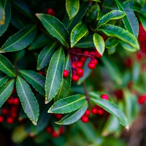 Preview wallpaper ardisia, berries, leaves, blur