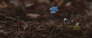 Preview wallpaper arenaria, flower, blue, lonely, early, wild, earth, moss, needles