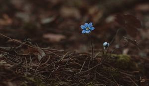 Preview wallpaper arenaria, flower, blue, lonely, early, wild, earth, moss, needles