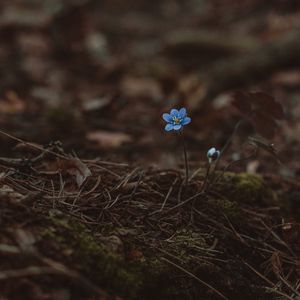 Preview wallpaper arenaria, flower, blue, lonely, early, wild, earth, moss, needles